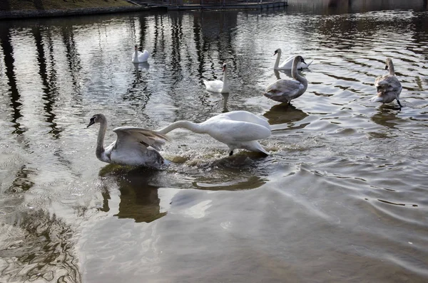 Kuğular Oder Nehri Üzerinde Büyük Kuşu Kuşlar Beyazlara Yüzme Ile — Stok fotoğraf