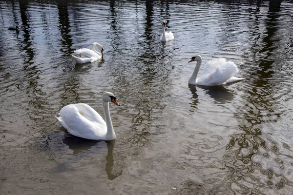 Groupe Cygnes Sur Rivière Odra Grands Oiseaux Aquatiques Plumes Blanches — Photo