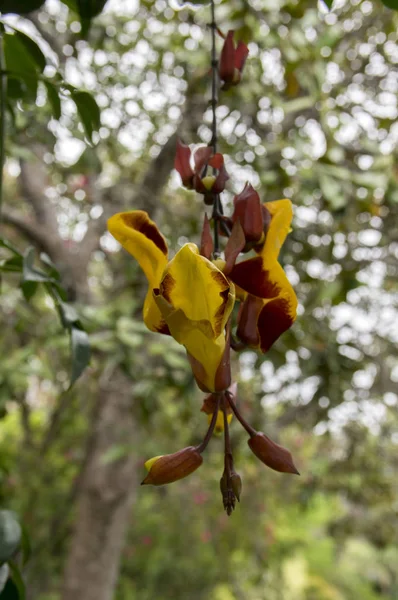 Thunbergia Mysorensis Interesante Flor Flor Flores Colgantes Color Blanco Rojo — Foto de Stock