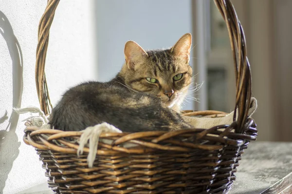 Marmur Kot Domowy Relaks Wiklinowym Koszu Sunlight Kontakt Wzrokowy — Zdjęcie stockowe