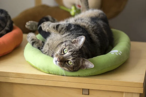 Gato Mármore Bonito Cama Gato Verde Limão Pedindo Atenção Tentando — Fotografia de Stock