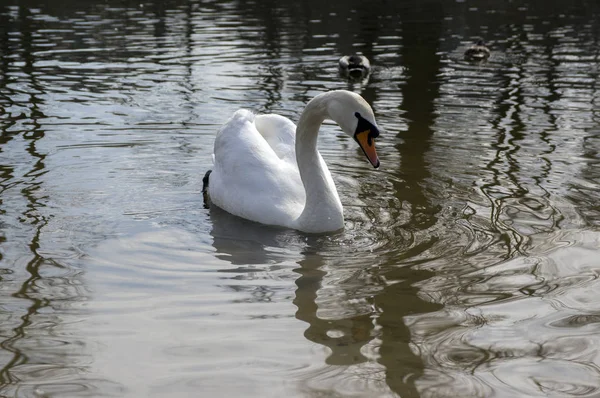 Oder Nehri Beyazlara Yüzme Ile Büyük Kuşu Kuşlar Üzerinde Bir — Stok fotoğraf