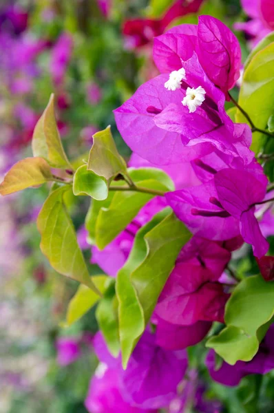 Buganvilla Bugambilia Busk Grene Med Lilla Blomster Prydplante Blomstring - Stock-foto