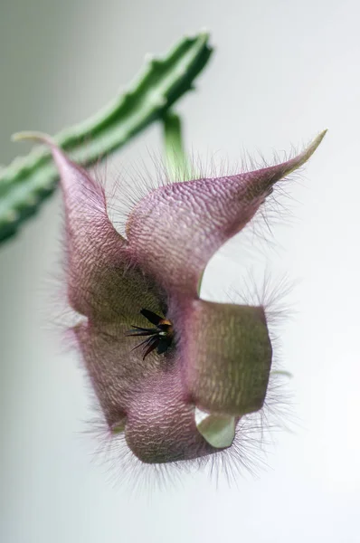Stapelia Gigantea Flor Succulet Increíble Planta Suculenta Con Flores Color — Foto de Stock