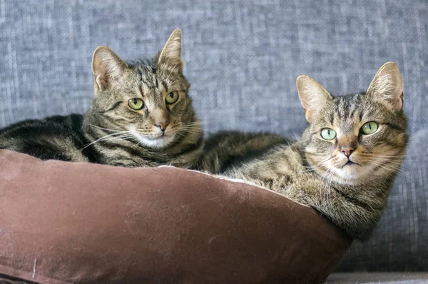 Dois Gatos Mármore Relaxando Uma Cama Gato Marrom Sofá Cinza — Fotografia de Stock