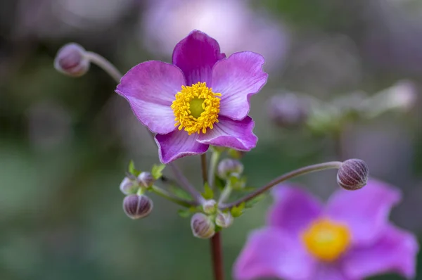 ชดอก Anemone Hupehensis Japonica ดอกไม Anemone นบาน ดอกไม Thimbleweed ชมพ — ภาพถ่ายสต็อก