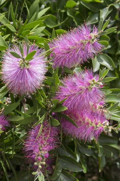 Melaleuca Viminalis Fierbinte Roz Floare — Fotografie, imagine de stoc