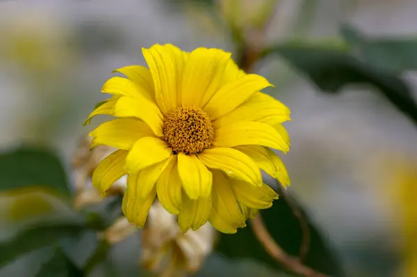 Heliopsis Helianthoides Желтый Высокий Сад Декоративные Цветы Цвету Цветущие Растения — стоковое фото