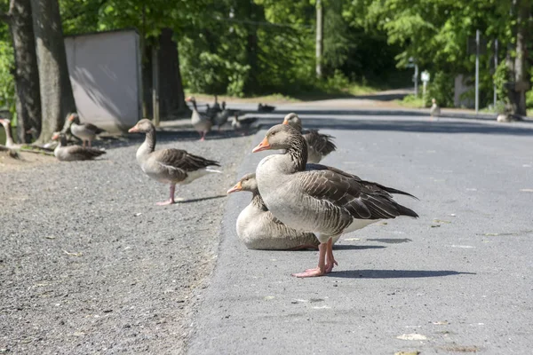 Anser Anser Arter Stora Gås Big Bird Kallas Greylag Goose — Stockfoto