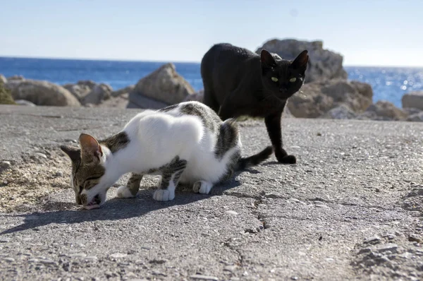 Czarno Białe Rhodes Koty Koty Jedzenie Wybrzeżu Mieście Morze Tło — Zdjęcie stockowe