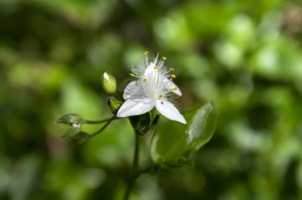 Tradescantia Fluminensis Цветы Цвету Белое Цветущее Растение Растущее Лесу Мадейры — стоковое фото
