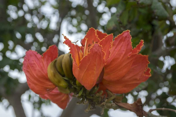 Spathodea Campanulata También Llamado Tuliptree Africano Árbol Con Hermosas Flores — Foto de Stock