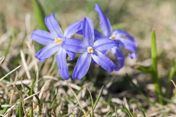 Scilla Luciliae Azul Pequeñas Flores Primaverales Hierba Cerca Vista Bulbosa — Foto de Stock