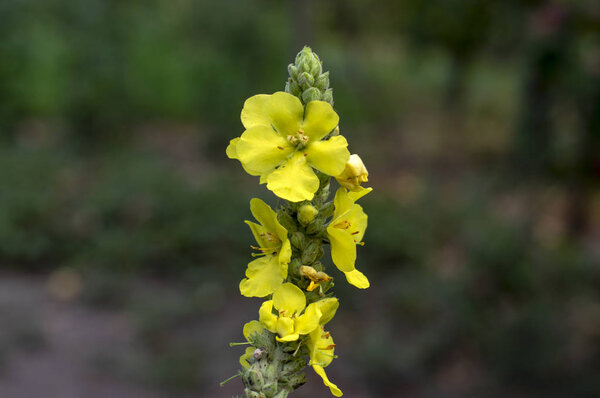 Verbascum densiflorum medicinal flowers in bloom, high yellow flowering plant, medicinal healthy flower