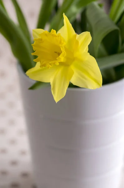 Detalhe Buquê Narcisos Flores Ornamentais Primavera Cabeças Flores Amarelas Flor — Fotografia de Stock