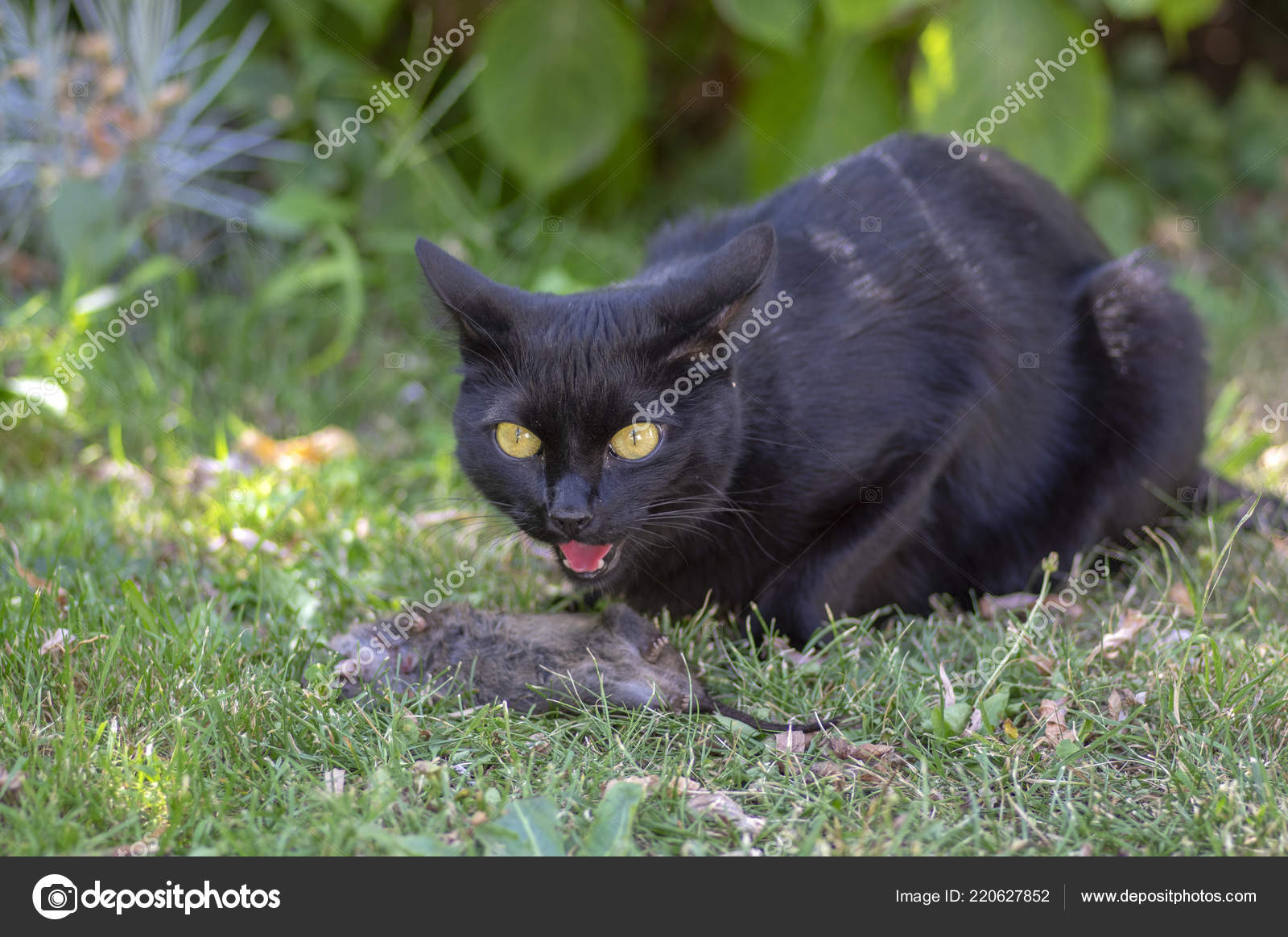 dead black cat