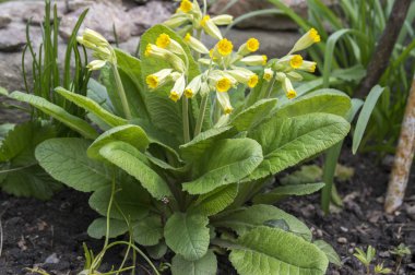 Primula veris, ortak çiçeği çiçek, erken sarı bahar çiçek