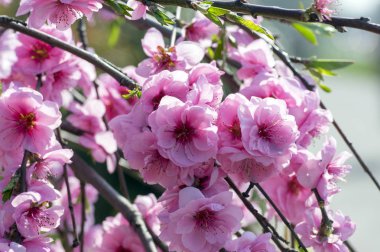 Prunus triloba süs pembe çiçekli bahar ağacı, inanılmaz güzel dalları tam çift pembe çiçekler güneş ışığı ile