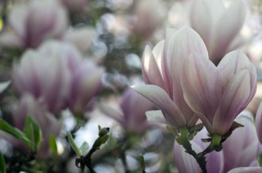 Uçan daire Manolya bahar ağaç dalları, romantik park ağaç üzerinde güzel pembe beyaz çiçekli çiçekli olarak da adlandırılan Manolya soulangeana