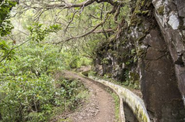 Levada Forado, turistik hiking trail, Ribeiro Frio, Madeira Adası, Portekiz