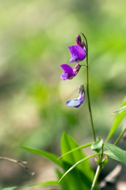 Lathyrus vernus çiçek, erken bahar vechling çiçek blosoom ve yeşil yaprakları büyüyen ormanda, makro