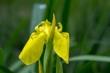 Iris pseudacorus çiçek, kır çiçekleri