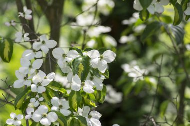 Cornus kousa süs ve güzel çiçekli çalı, parlak beyaz çiçek çiçek açan dalları, yeşil yapraklarda dört yaprakları ile