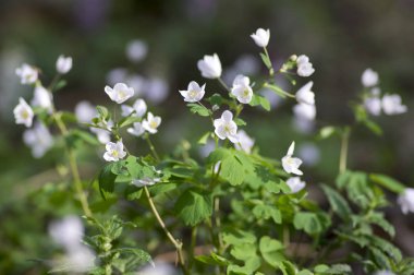 Yapraklı Isopyrum bahar çiçek, grup beyaz çiçekli bitkiler ormandaki yeşil yaprakları ile rue