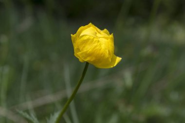 Trollius altissimus dağ çiçekleri çiçek sarı