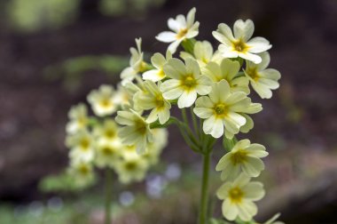 Primula veris elatior çiçek