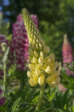 Lupinus lerdeki çiçek çiçeklenme