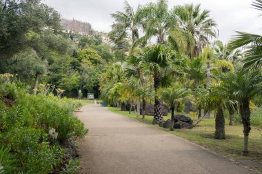 Funchal, Madeira Botanik Bahçesi / Madeira - 22 Nisan 2017: kısmen yandı palmiye ağaçları değiştirildikten sonra harekete geçirilir 2016 yılında