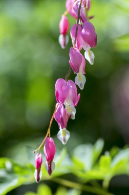 Dicentra spectabilis kanayan kalpler dalı, bahar bahçe, güzel çalı çiçekli bitki pembe