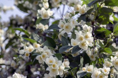 Yanlış Yasemin çiçek, çalı Şubesi, yeşil süs beyaz çiçek yaprakları