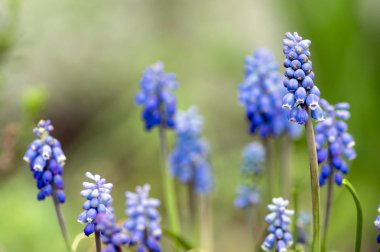 Muscari armeniacum süs bahar çiçek, çiçekli çiçekli bitkiler Bahçe, Grup mavi bitki