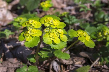 Chrysosplenium alternifolium çiçek