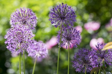 Allium hollandicum, mor Farsça süs soğan çiçek çiçek, çiçek top güneş ışığı altında güneş ışığı altında Grup