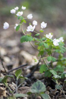 Yapraklı Isopyrum bahar çiçek, grup beyaz çiçekli bitkiler ormandaki yeşil yaprakları ile rue