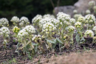 Petasites albus Bahar Orman bitki, küçük beyaz çiçekler grubuyla çiçeklenme rhizomatous bitki