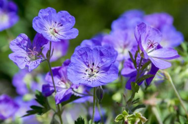 Cranesbills çiçek grubu, Geranium Rozanne çiçek açtı