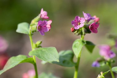 Ciğer otu çiçek, erken bahar çiçekli bitki, Grup pembe mor ve mavi menekşe çiçek yeşil ile güneş ışığı altında bırakır.