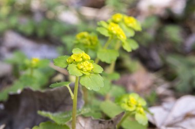 Chrysosplenium alternifolium çiçek
