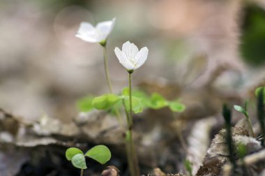 Oxalis acetosella ahşap kuzukulağı bloom, beyaz çiçekli bitki ormandaki, çiçek demet