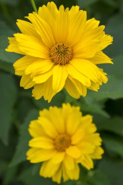 Heliopsis helianthoides yüksek bahçe süs çiçek çiçek sarı