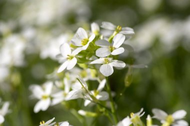 Arabis caucasica süs bahçe beyaz çiçekler, dağ taş cress zemin örtüsü bitki çiçek