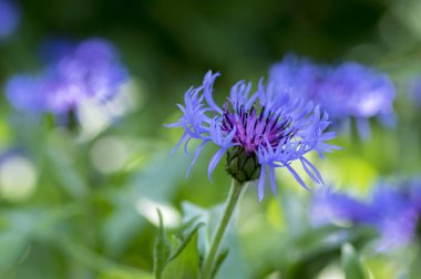 Centaurea montana dağ çok yıllık peygamber çiçeği çiçek, bahçedeki süs Mavi yabani bitki çiçekli