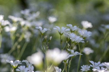 Cerastium tomentosum, çiçek, güneş ışığı yeşil zemin üzerine beyaz çiçekli bitkilerin grup Snow-in-Summer çok yıllık çiçekler