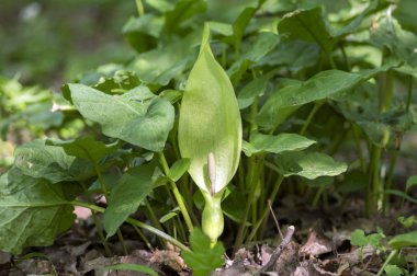 Arum maculatum yılanbaşı çiçek çiçek, yeşil yeşillik