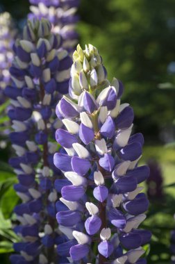 Lupinus lerdeki çiçek çiçeklenme