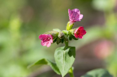 Ciğer otu çiçek, erken bahar çiçekli bitki, Grup pembe mor ve mavi menekşe çiçek yeşil ile güneş ışığı altında bırakır.